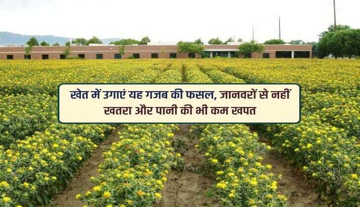 खेत में उगाएं यह गजब की फसल, जानवरों से नहीं खतरा और पानी की भी कम खपत