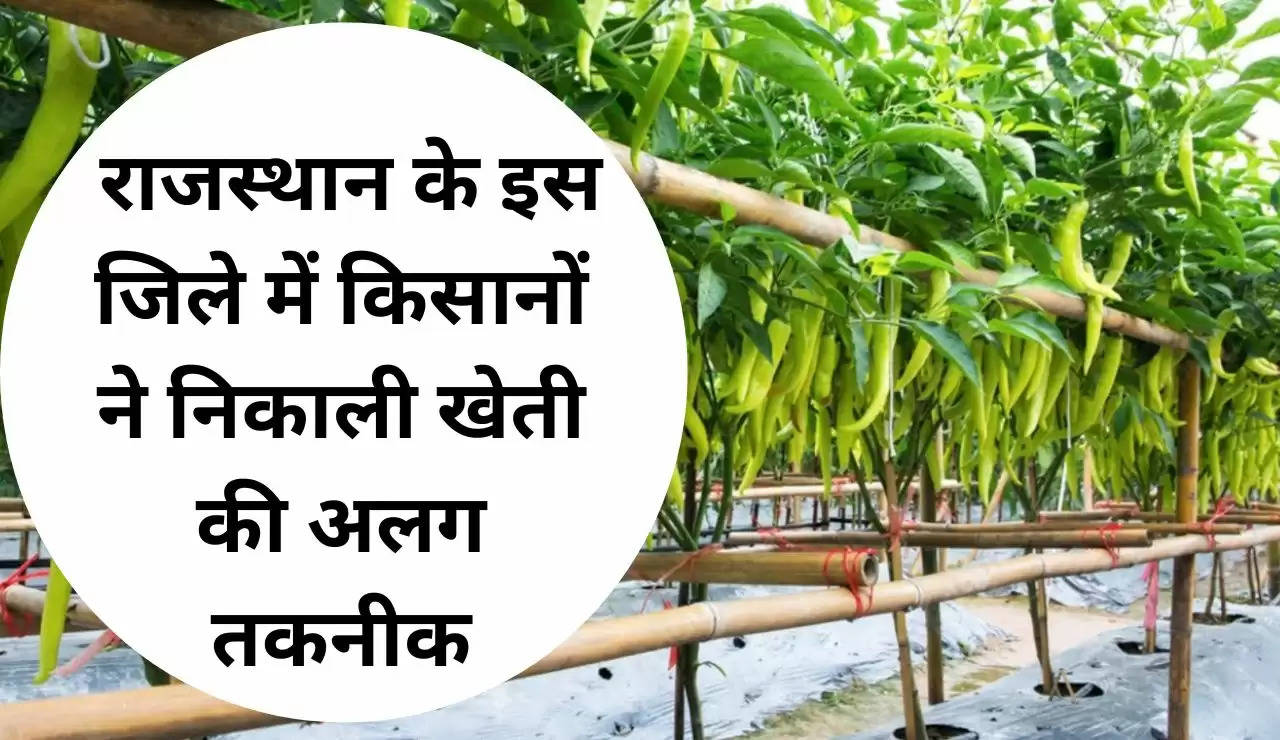  राजस्थान के इस जिले में किसानों ने निकाली खेती की अलग तकनीक