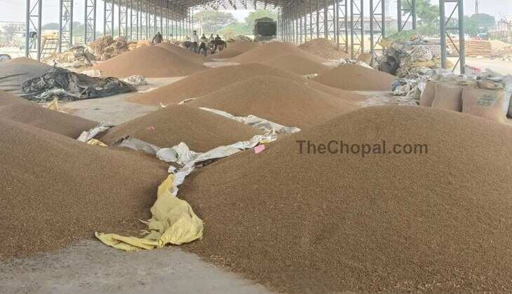 Kota Mandi Bhav: चना भाव में बनी तेजी, नया उड़द बिक रहा 600 रुपए महंगा, जानिए सभी जिंसों के रेट