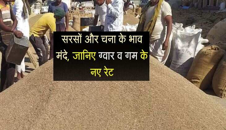 Jaipur Mandi bhav: सरसों और चना के भाव हुए मंदे, जानिए ग्वार और गम के नए रेट