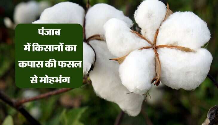 Cotton: पंजाब में किसानों का कपास की फसल से मोहभंग, रकबा घटकर पंहुचा 3 गुना कम