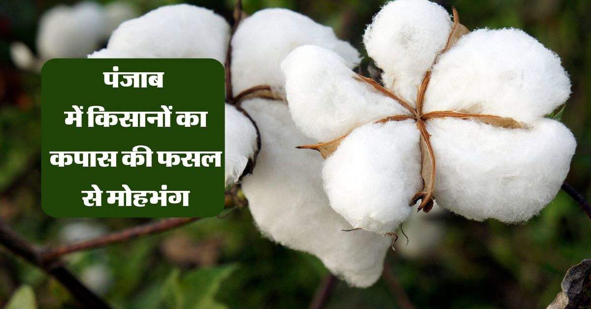 Cotton: पंजाब में किसानों का कपास की फसल से मोहभंग, रकबा घटकर पंहुचा 3 गुना कम