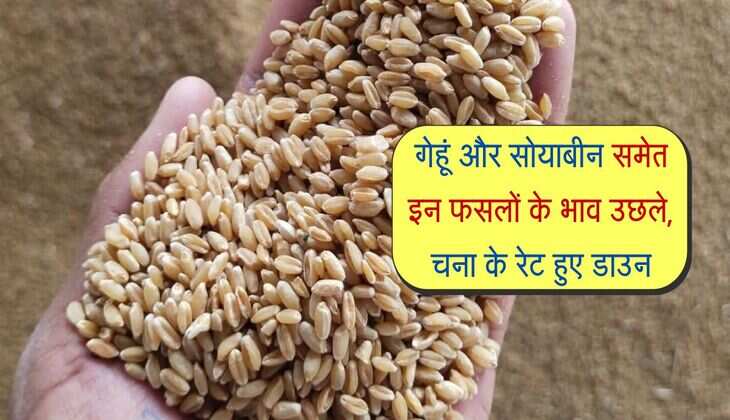 Kota Mandi bhav: गेहूं और सोयाबीन समेत इन फसलों के भाव उछले, चना के रेट हुए डाउन