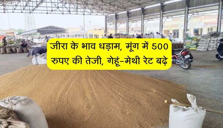 Bikaner Mandi Bhav: जीरा के भाव धड़ाम, मूंग में 500 रुपए की तेजी, गेहूं-मेथी रेट बढ़े