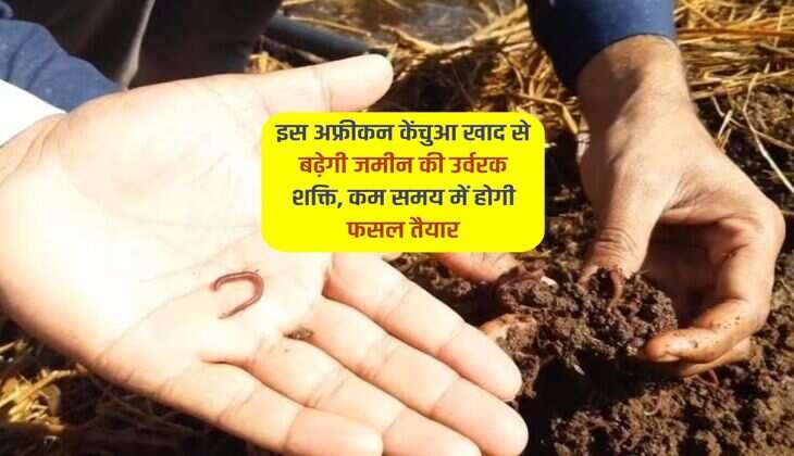 इस अफ्रीकन केंचुआ खाद से बढ़ेगी जमीन की उर्वरक शक्ति, कम समय में होगी फसल तैयार