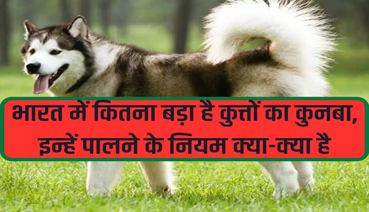 But today there are some rules for keeping this animal. We will tell the rules and species of dog rearing in this article-