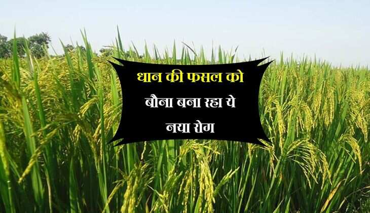 धान की फसल को बौना बना रहा ये नया रोग