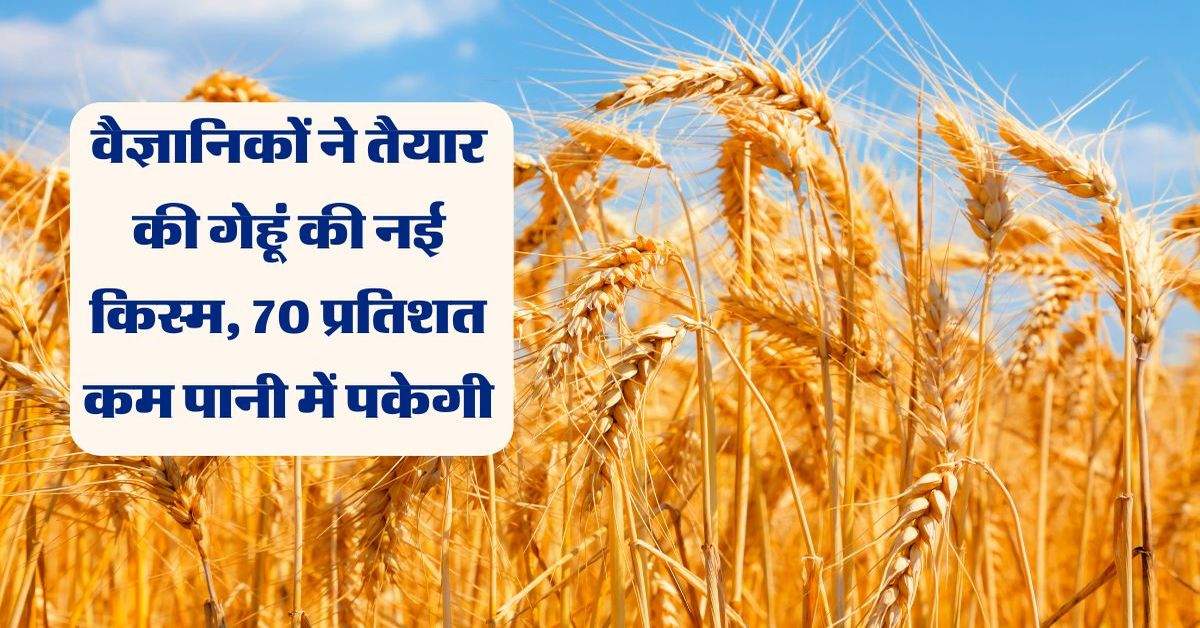 Wheat: वैज्ञानिकों ने तैयार की गेहूं की नई किस्म, 70 प्रतिशत कम पानी में पकेगी