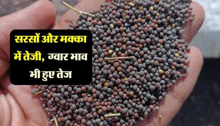 Mandi bhav: सरसों और मक्का में तेजी, कच्ची घानी तेल हुआ महंगा, ग्वार भाव भी हुए तेज
