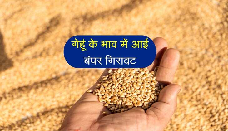 Wheat Bhav: गेहूं के भाव में आई बंपर गिरावट, 1 सप्ताह में ही रेट हुए धड़ाम
