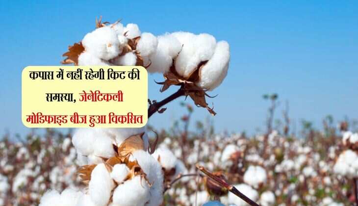 कपास में नहीं रहेगी किट की समस्या, जेनेटिकली मोडिफाइड बीज हुआ विकसित