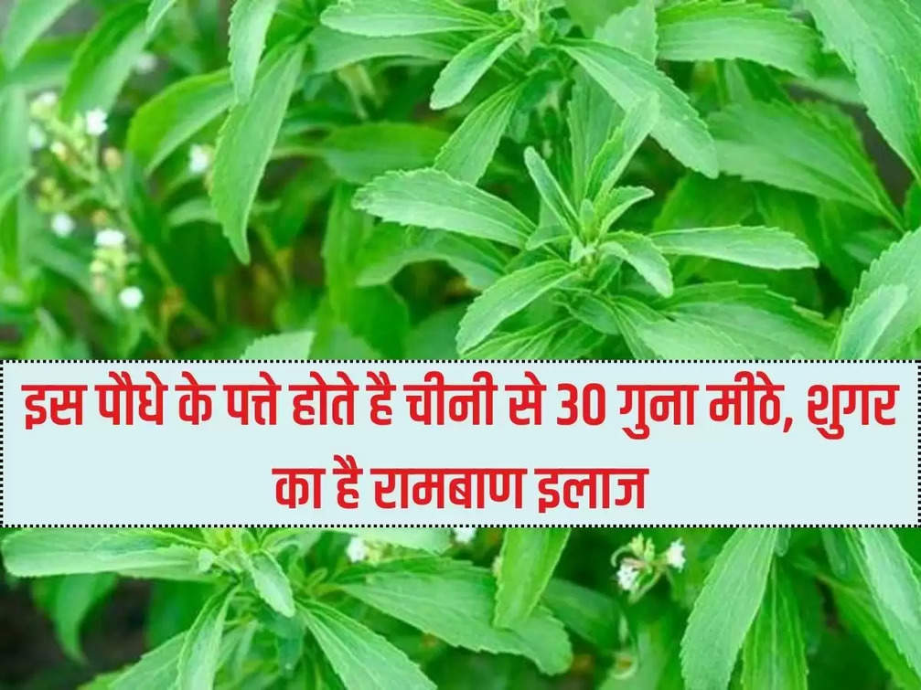 The leaves of this plant are 30 times sweeter than sugar, it is a panacea for sugar.