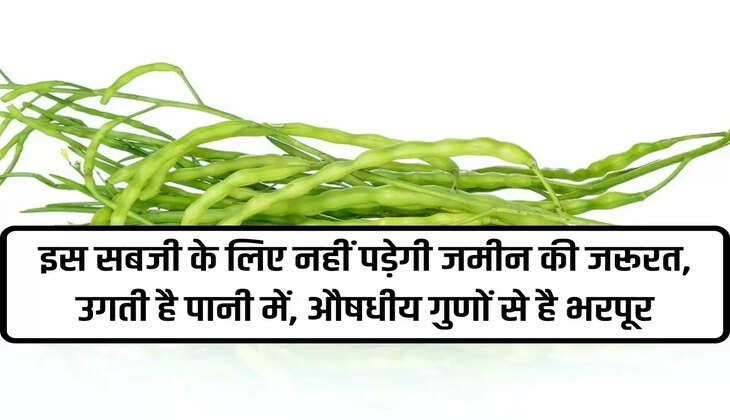 There is no need of land for this vegetable, it grows in water, it is full of medicinal properties.
