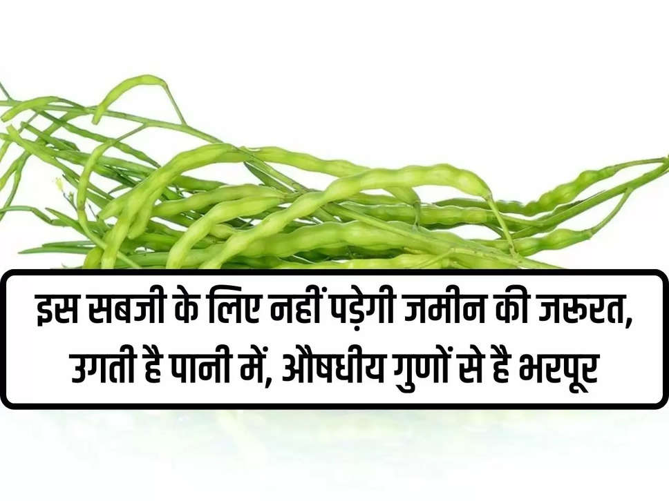 There is no need of land for this vegetable, it grows in water, it is full of medicinal properties.