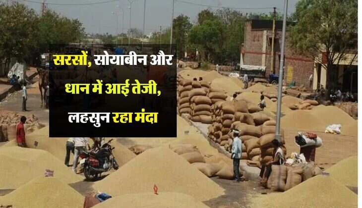 Kota Mandi Bhav: सरसों, सोयाबीन और धान में आई तेजी, लहसुन रहा मंदा