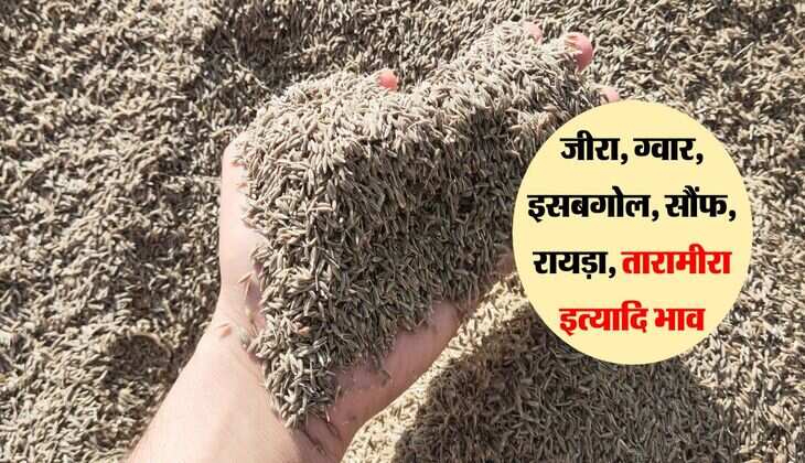 Merta Mandi bhav: जीरा, ग्वार, इसबगोल, सौंफ, रायड़ा, तारामीरा इत्यादि भाव