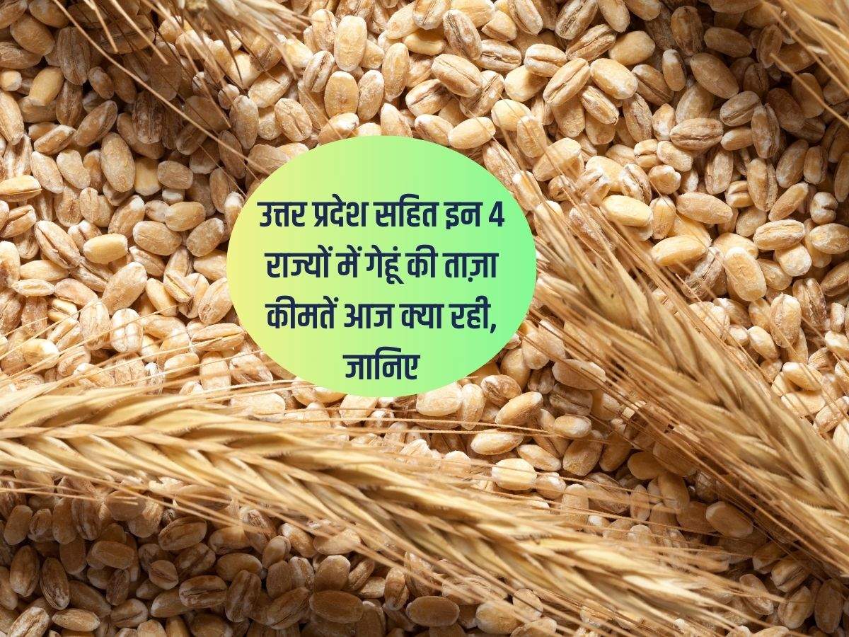 Wheat Mandi bhav UP : उत्तर प्रदेश सहित इन 4 राज्यों में गेहूं की ताज़ा कीमतें आज क्या रही, जानिए