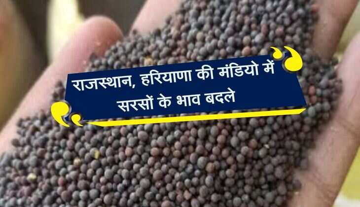 Sarso Mandi bhav: राजस्थान, हरियाणा की मंडियो में सरसों के भाव बदले, जानिए नए रेट