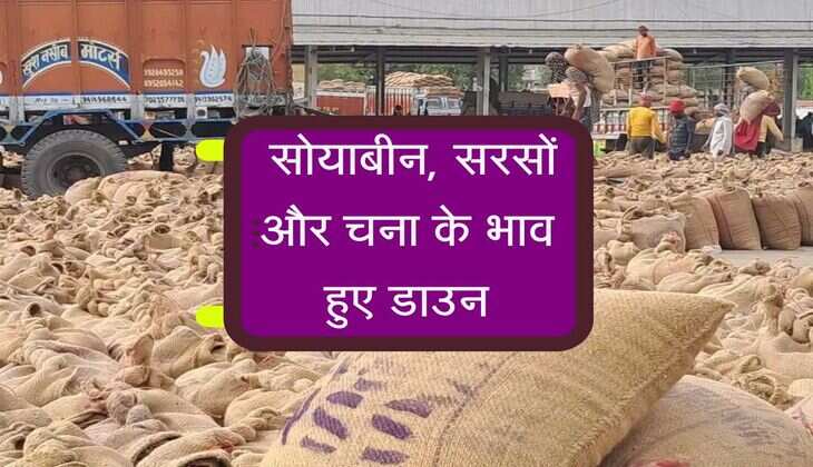 Kota Mandi Bhav: सोयाबीन, सरसों और चना के भाव हुए डाउन, जानिए कृषि जिंसो की कीमतें