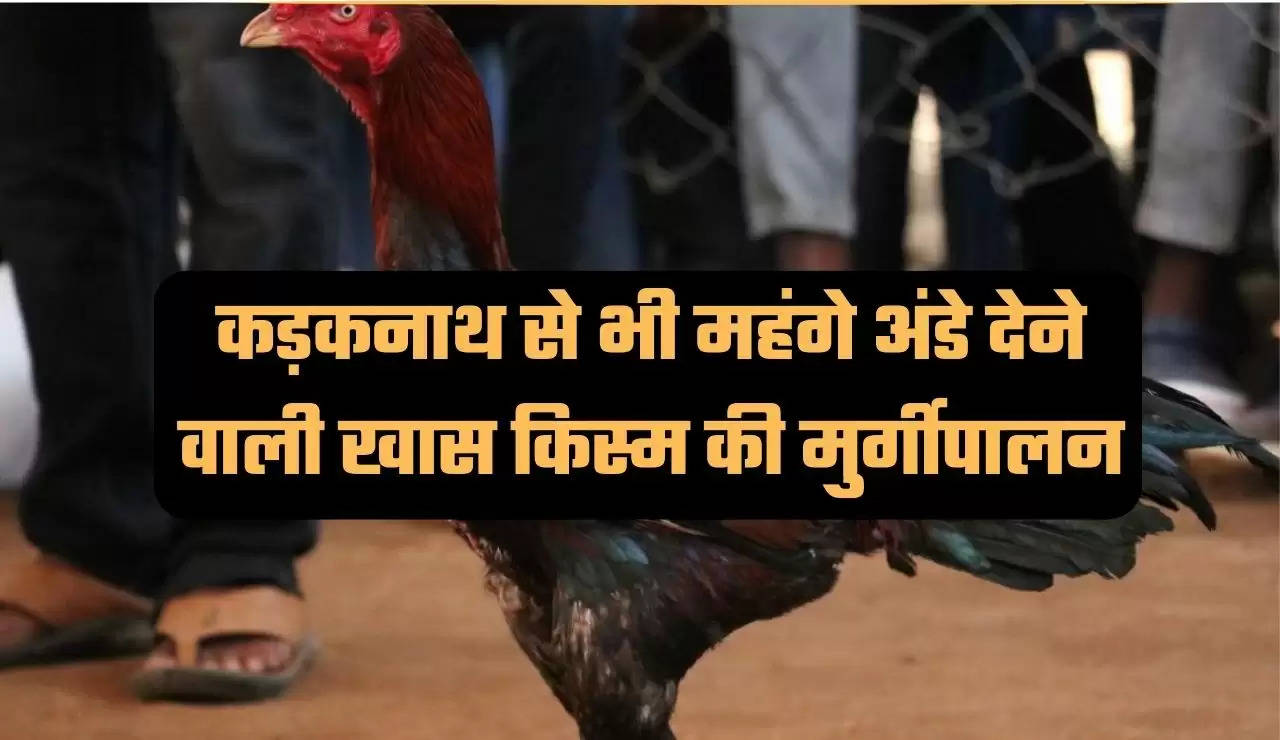 Poultry farming, benefits of poultry, subsidy on poultry, asil chicken, benefits of asil chicken, how to start poultry, agricultural news, agricultural news hindi, मुर्गी पालन, मुर्गी पालन के फायदे, मुर्गी पालन पर सब्सिडी, असील मुर्गी, असील मुर्गी के फायदे, कैसे शुरू करें मुर्गी पालन, कृषि न्यूज, कृषि न्यूज हिन्दी"