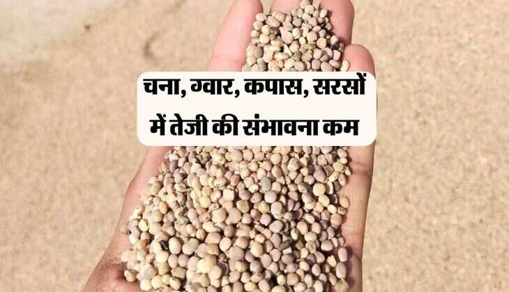 Alwar Mandi bhav: चना, ग्वार, कपास, सरसों में तेजी की संभावना कम, नए भाव हुए जारी