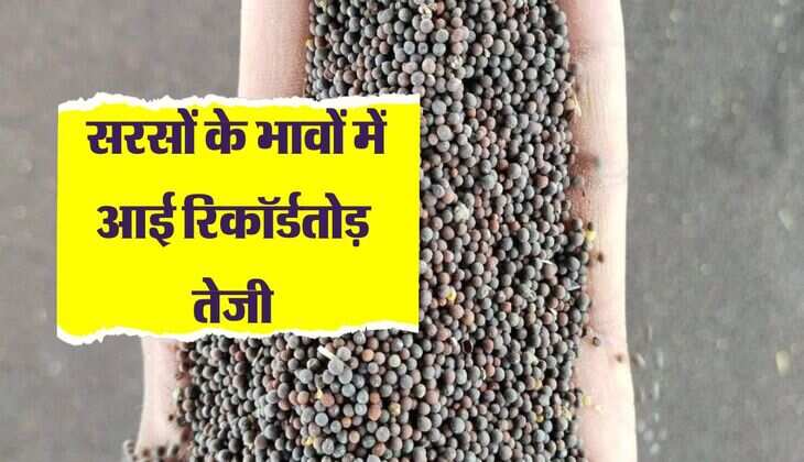 Sarso Mandi bhav: सरसों के भावों में आई रिकॉर्डतोड़ तेजी, नए रेट हुए जारी