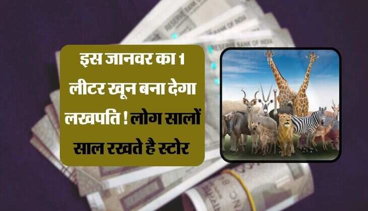 इस जानवर का 1 लीटर खून बना देगा लखपति! लोग सालों साल रखते है स्टोर 
