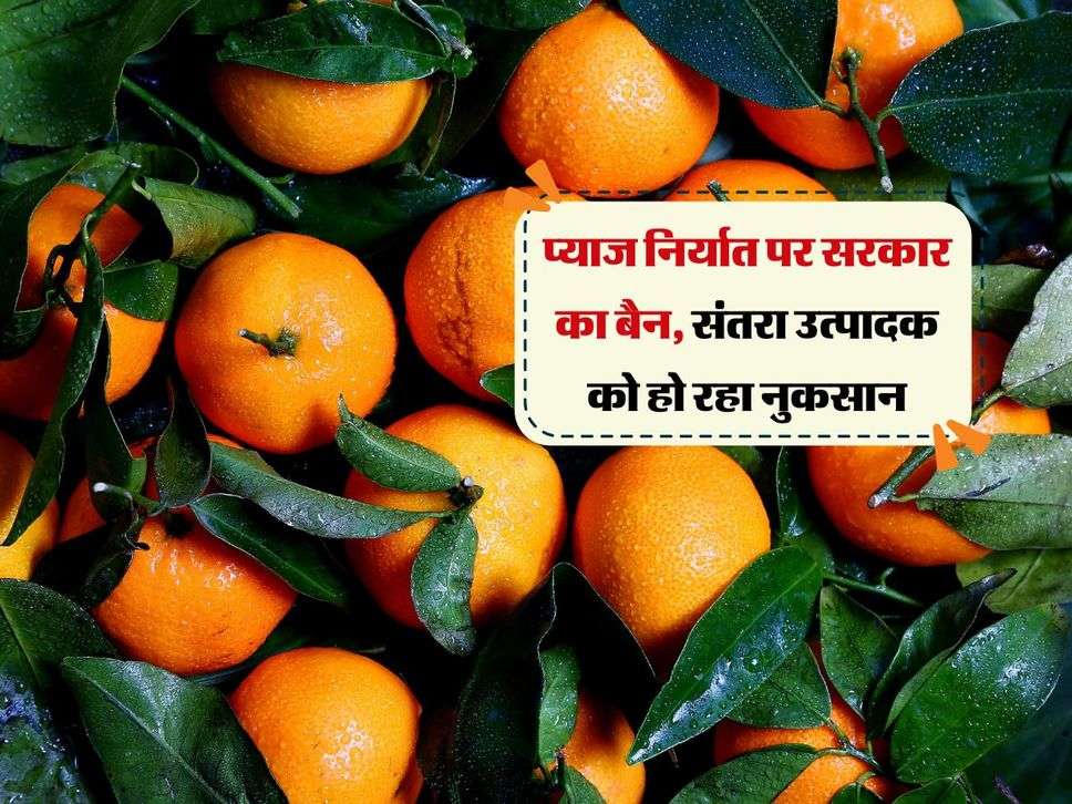 Orange Export: प्याज निर्यात पर सरकार का बैन, संतरा उत्पादक को हो रहा नुकसान