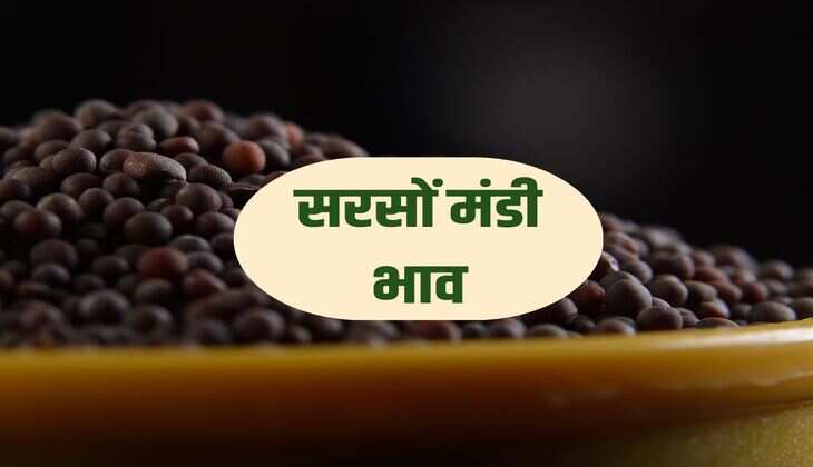 Sarso Mandi Bhav 31 January : नई सरसों की आवक हुई शुरू, मंडियो में ये रहे आज के प्रति किवंटल भाव