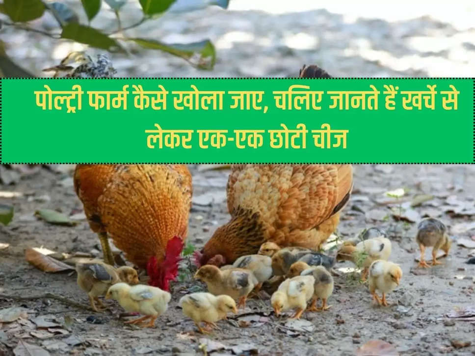 How to open a poultry farm, let us know every little thing from expenses to it.