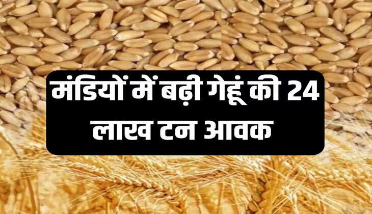 Wheat procurement,Punjab  News,Agriculture News, FCI wheat Rate Today, Food procurement in India, Paddy procurement, Food grain procurement in India, FCI Rice Procurement State wise, Food procurement meaning, www.paddy procurement.ap.gov.in login, FCI wheat purchase registration,गेहूं की खरीद, पंजाब समाचार, कृषि समाचार, एफसीआई गेहूं की दर आज, भारत में खाद्य खरीद, धान खरीद, भारत में खाद्यान्न खरीद, एफसीआई चावल खरीद राज्यवार, खाद्य खरीद अर्थ, एफसीआई गेहूं खरीद पंजीकरण" 