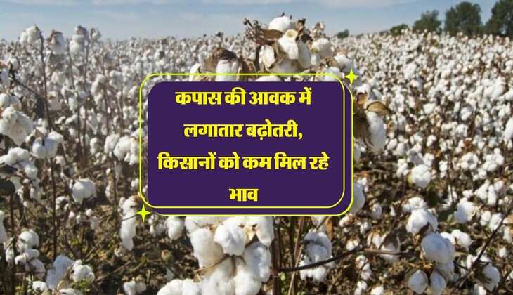 Cotton Bhav: कपास की आवक में लगातार बढ़ोतरी, किसानों को कम मिल रहे भाव