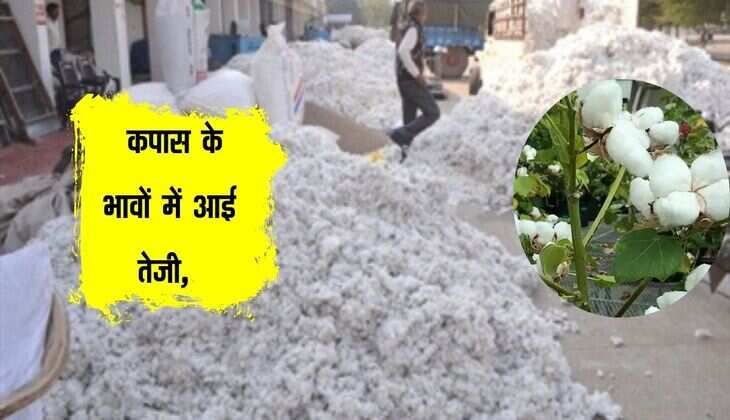 Cotton Bhav: कपास के भावों में आई तेजी, आवक में हो रहा लगातार इजाफा