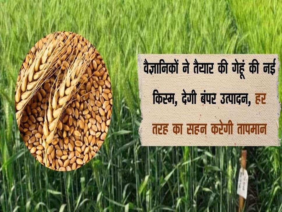 Wheat Variety: वैज्ञानिकों ने तैयार की गेहूं की नई किस्म, देगी बंपर उत्पादन, हर तरह का सहन करेगी तापमान