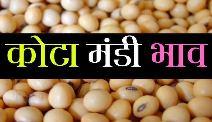 Kota Mandi bhav 30 Sep.2025: सरसों में तेजी के आसार, सोयाबीन और चना ने पकड़ी रफ्तार