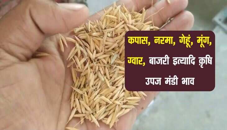 Mandi bhav: कपास, नरमा, गेहूं, मूंग, ग्वार, बाजरी इत्यादि क़ृषि उपज मंडी भाव