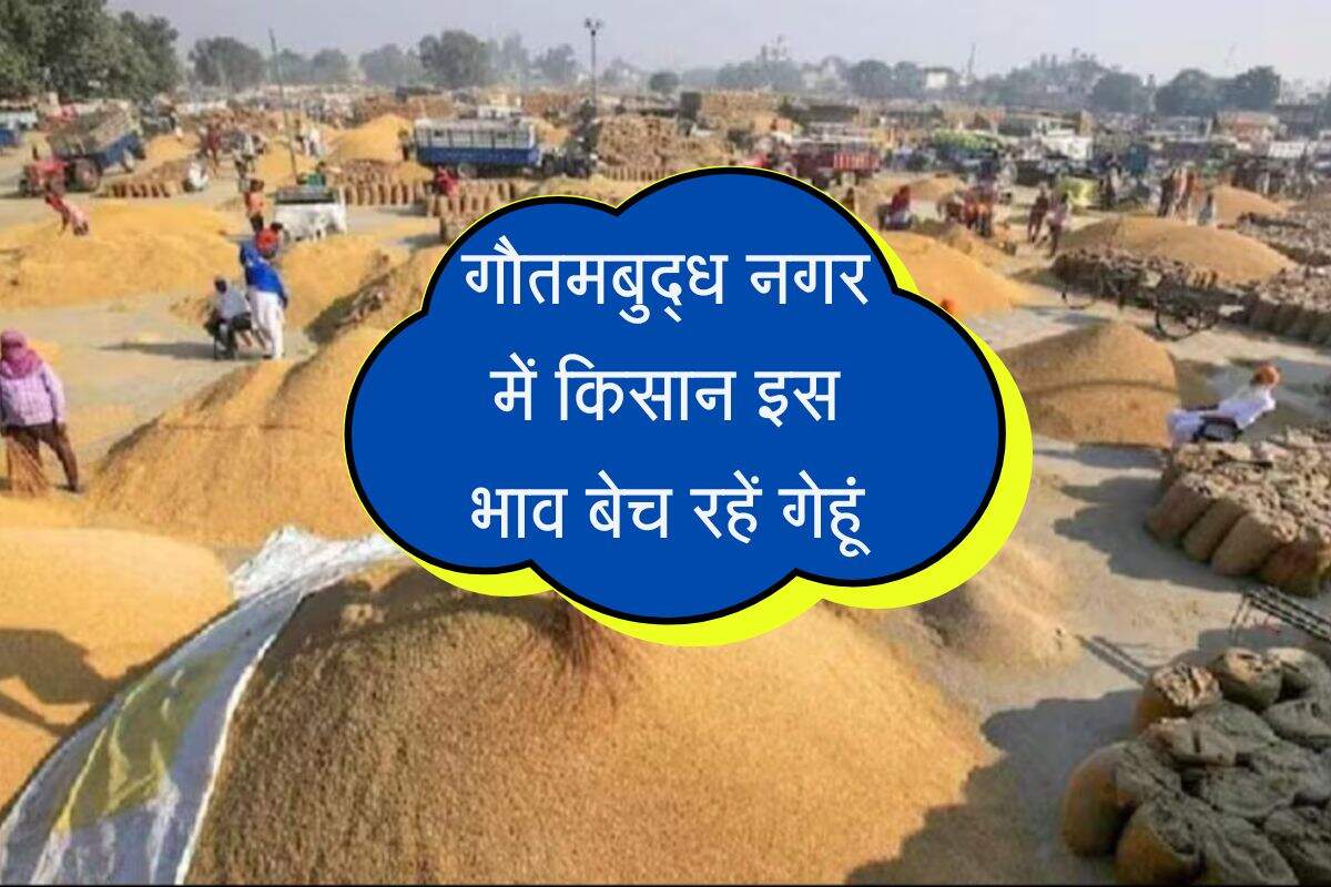 गौतमबुद्ध नगर में किसान इस भाव बेच रहें गेहूं, आवक में हो रहा इजाफा