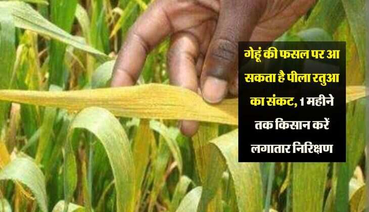 गेहूं की फसल पर आ सकता है पीला रतुआ का संकट, 1 महीने तक किसान करें लगातार निरिक्षण