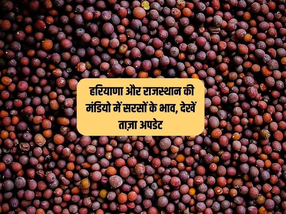 Mustard Mandi Bhav : हरियाणा और राजस्थान की मंडियो में सरसों के भाव, देखें ताज़ा अपडेट