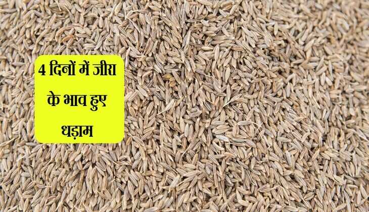 Cumin bhav: 4 दिनों में जीरा के भाव हुए धड़ाम, 3000 रुपए तक टूटे रेट