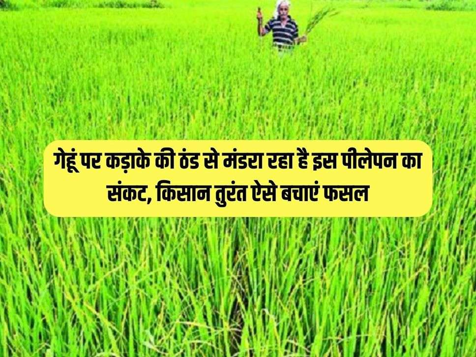 गेहूं पर कड़ाके की ठंड से मंडरा रहा है इस पीलेपन का संकट, किसान तुरंत ऐसे बचाएं फसल