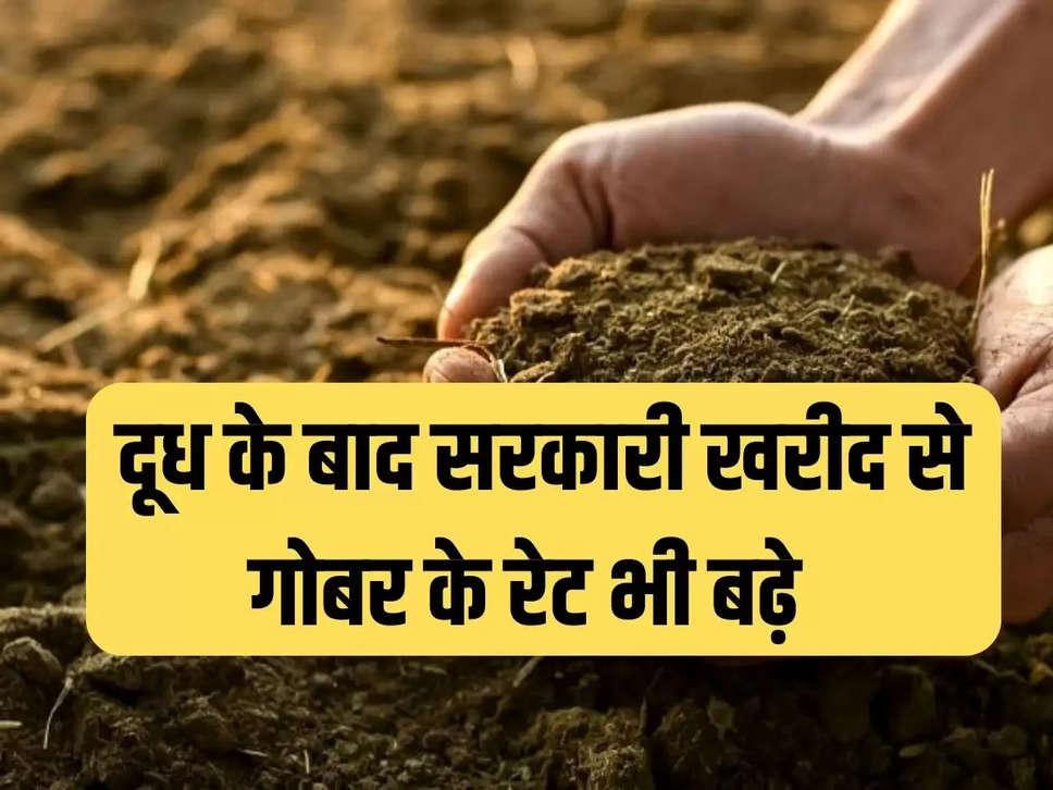 Price of cow dung, demand of cow dung, uses of cow dung, electricity from cow dung, demand of cow dung, agriculture news,गोबर की कीमत, गोबर की मांग, गोबर के प्रयोग, गोबर से बिजली, गोबर की डिमांड, एग्रीकल्चर न्यूज