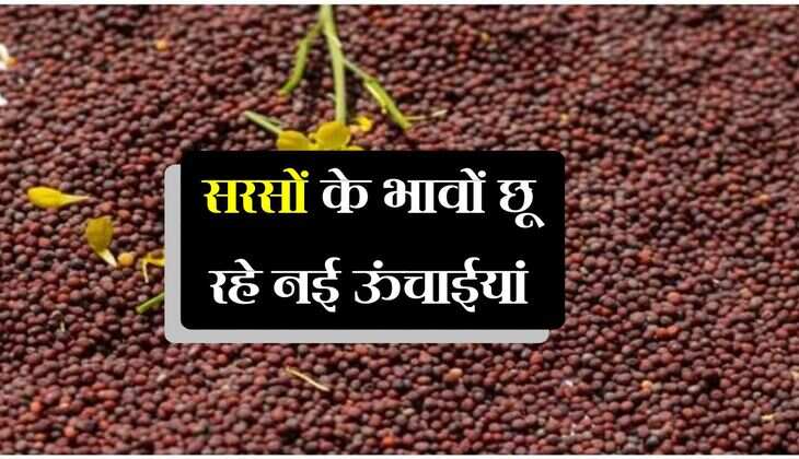 Sarso bhav: सरसों के भावों छू रहे नई ऊंचाईयां, 7400 रुपए से ऊपर पंहुचा आज का रेट