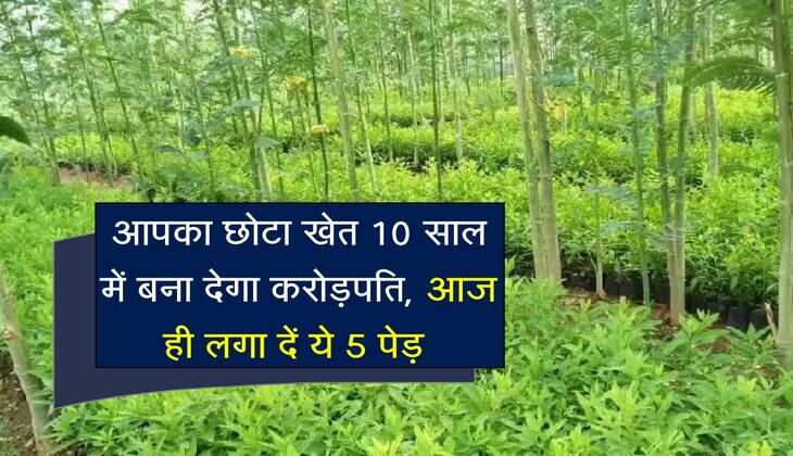 आपका छोटा खेत 10 साल में बना देगा करोड़पति, आज ही लगा दें ये 5 पेड़ 