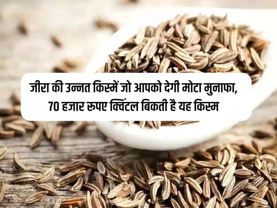 Advanced varieties of cumin which will give you huge profit, this variety is sold for 70 thousand rupees a quintal