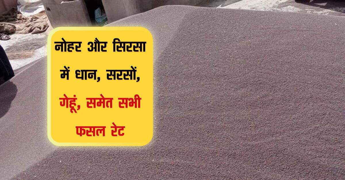 Mandi bhav: नोहर और सिरसा में धान, ग्वार, सरसों, कपास, अरण्डी, गेहूं, बाजरी, मूंगफली समेत सभी फसल रेट