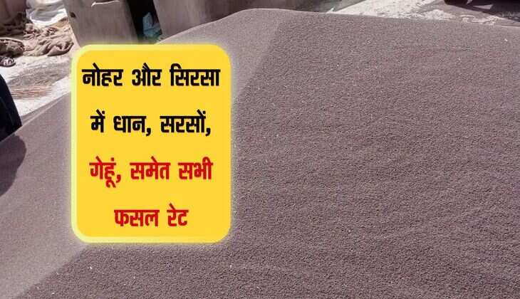 Mandi bhav: नोहर और सिरसा में धान, ग्वार, सरसों, कपास, अरण्डी, गेहूं, बाजरी, मूंगफली समेत सभी फसल रेट