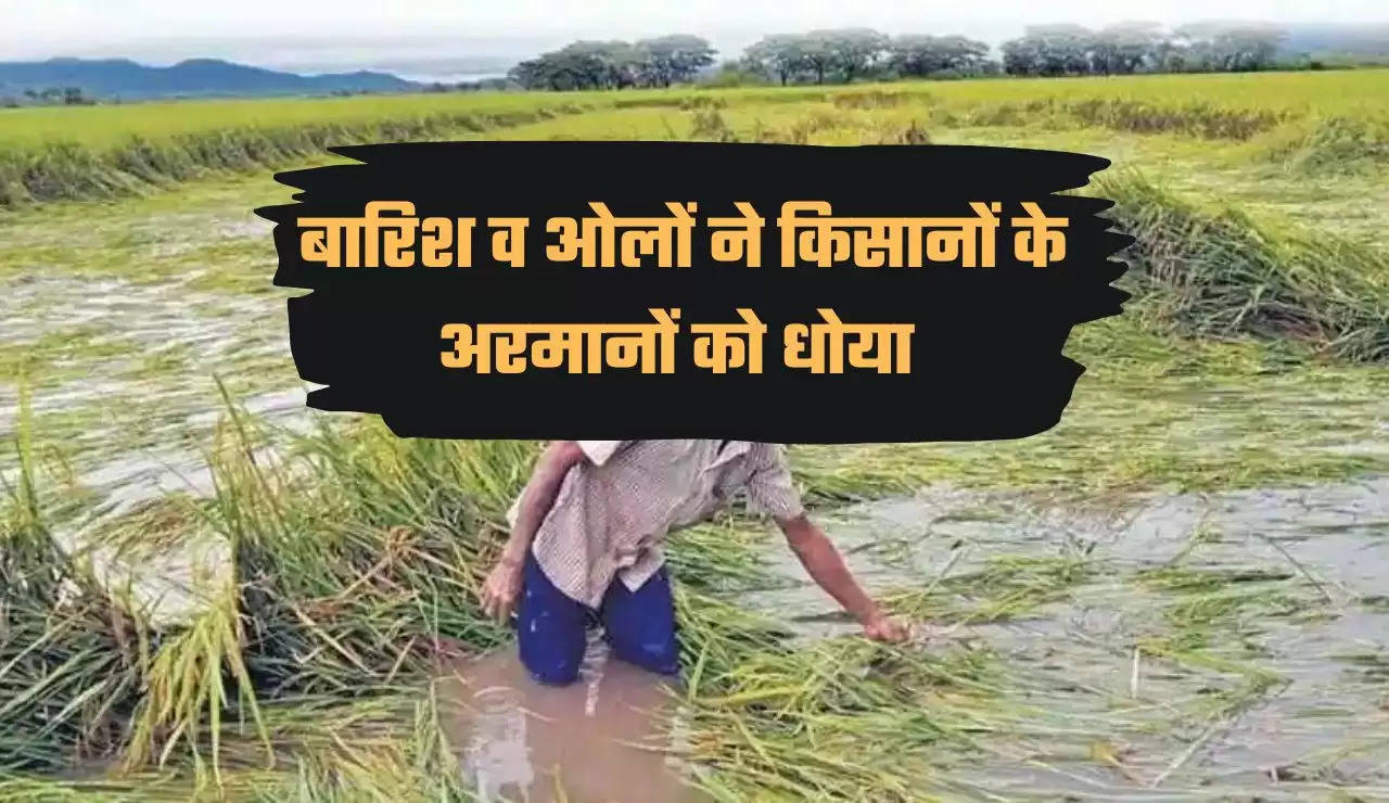 बारिश व ओलों ने किसानों के अरमानों को धोया , 20 प्रतिशत फसल खत्म, 25 हजार प्रति एकड़ मुआवजा की मांग 