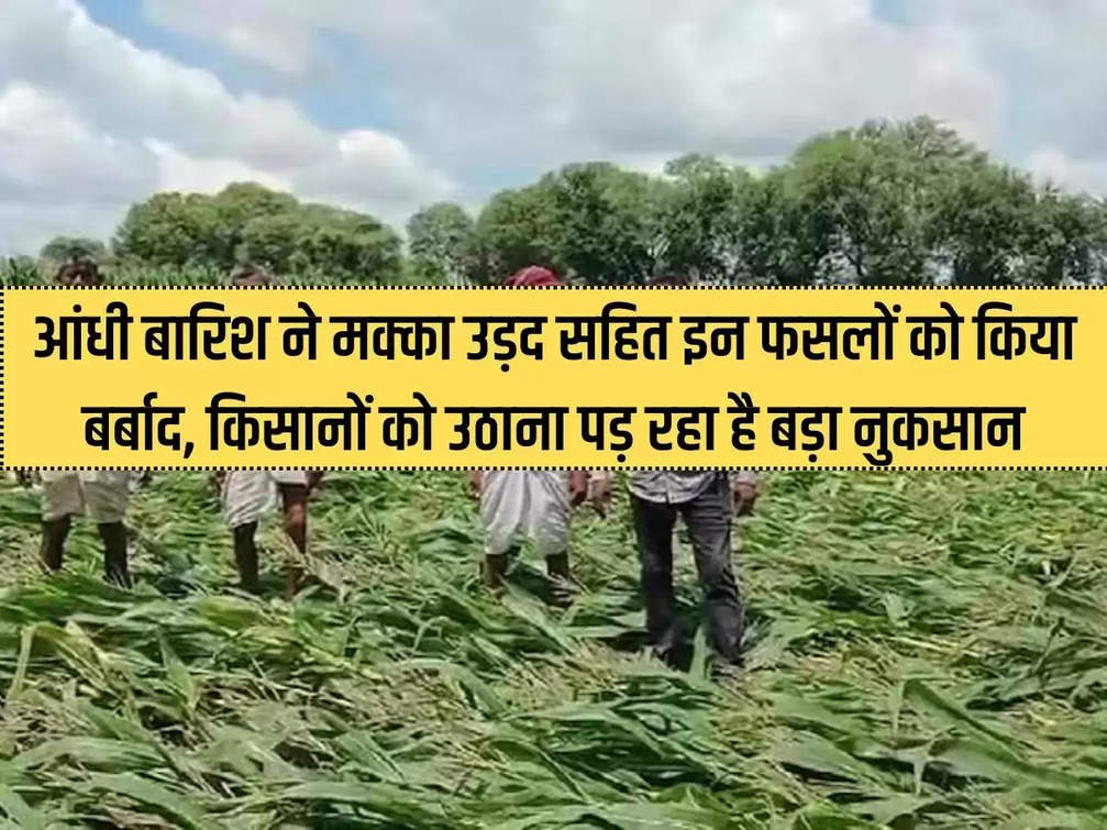 Stormy rains destroyed these crops including maize and urad, farmers are facing huge losses.
