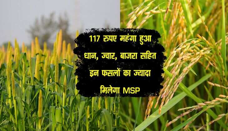 hamirpur News, hamirpur Latest news, uttar pradesh News, uttar pradesh Latest news, Kharif Marketing Year, Minimum Support Price, Jowar, Bajra, Rice, हमीरपुर न्यूज़, हमीरपुर लेटेस्ट न्यूज़, उत्तर प्रदेश न्यूज़, उत्तर प्रदेश लेटेस्ट न्यूज़, खरीफ विपणन, न्यूनतम मूल्य समर्थन, ज्वार, बाजरा, धान"